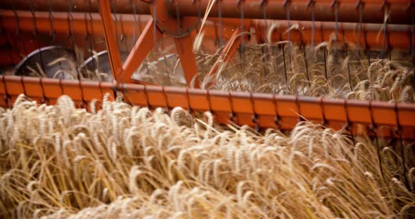 Combine Harvester Working in Agriculture Field