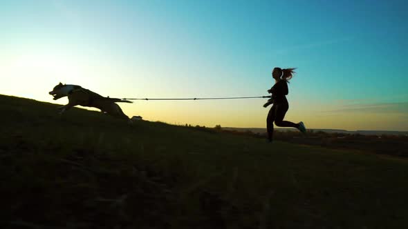 Silhouette of Girl and American Staffordshire Terrier Canicrossing at Sunset