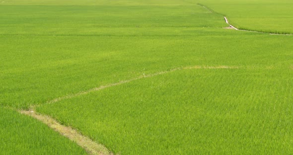 Paddy rice farm