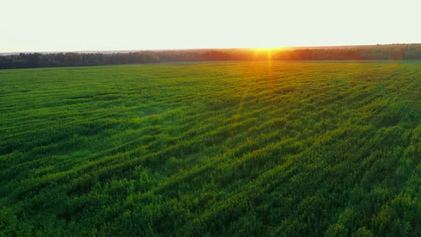 a Large Farm Field of Technical Cannabis at a Beautiful Sunset Slow and High Flight Fly View