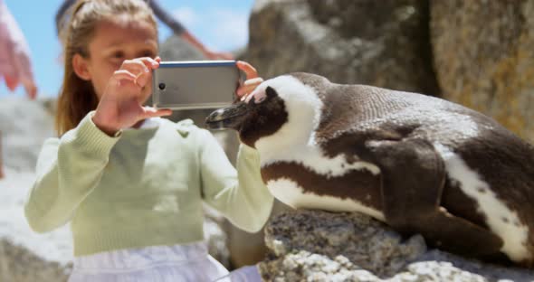 Girl taking photo of young penguin bird with mobile phone 4k