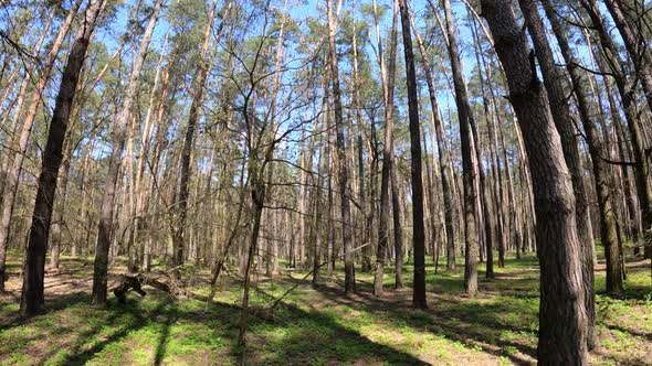 Walking Through the Forest with Pine Trees During the Day POV Slow Motion