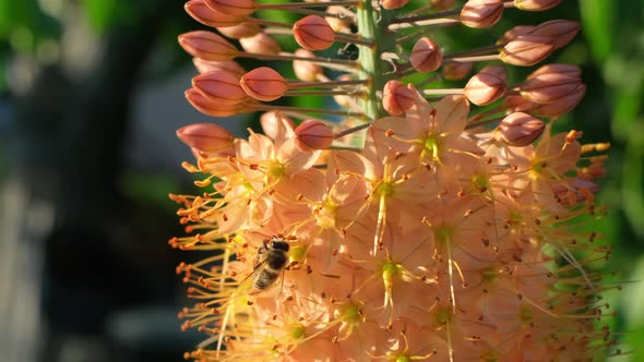 Close Up of European Honey Bee Flying Around Flowers and Collecting Nectar