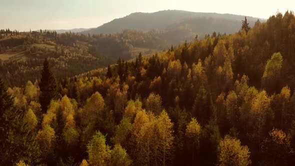 Aerial Drone View: Flight over pine, spruce and deciduous tree forest in mountains