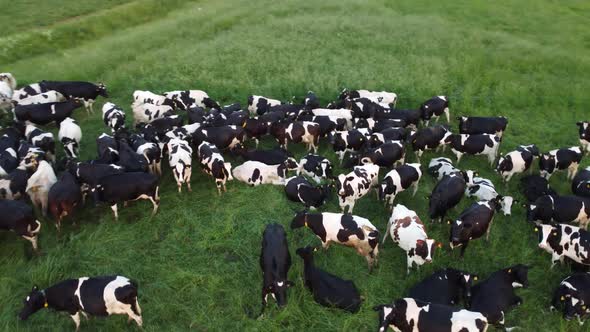 Aerial view of a herd of cows lies on the lush green grass and rests on sunny day