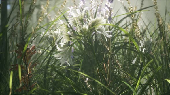 Grass Flower Field with Soft Sunlight for Background. alt