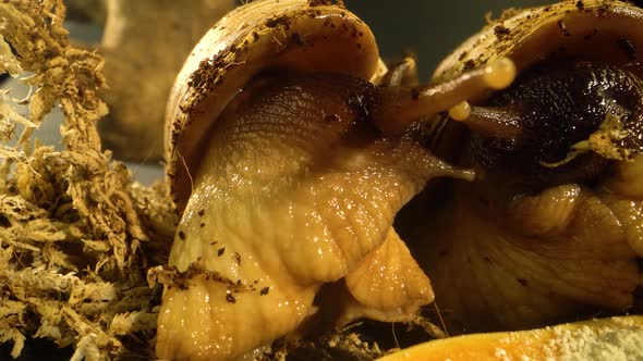 Macro Shot of Snails Interacting in a Studio. Close Up