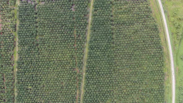 Aerial View of The Palm Oil Estates