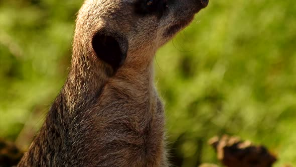 Ultra closeup of a cute meerkat against a background of green foliage