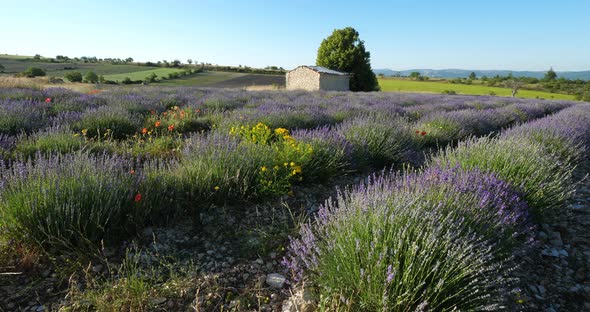 Field of lavenders,Ferrassieres, Provence, France