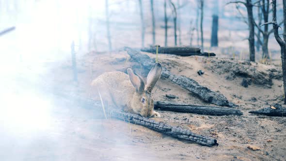 A Rabbit is Eating Green Grass in the Forest Fire Area
