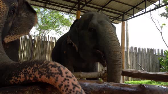 Elephants Eat Watermelons From the Hands of a Girl