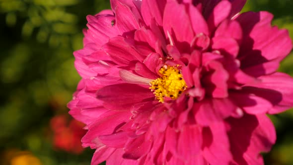 Shallow DOF lighted  Cosmos bipinnatus Double Cranberry flower violet  color 4K 2160p 30fps UltraHD 