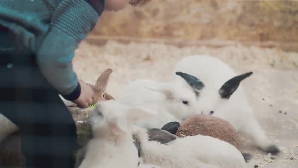 Little Boy Feeds Rabbits with Grass Closeup