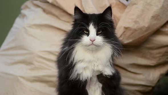 Long haired black and white cat