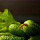 Green Cucumbers on the Black Rustic Backgroud - VideoHive Item for Sale