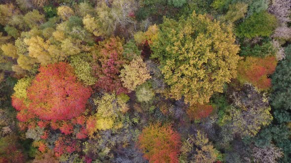 Autumn Forest Aerial Drone View