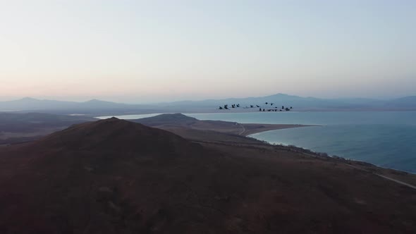 Aerial Footage of a Flock of Whitenecked Cranes at Sunset