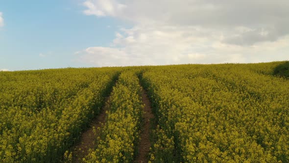 Rapeseed Plantations Under Cloudy Sky