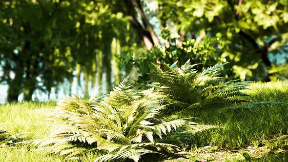 Green Lawn with Large Courtyard at the Morning Sun alt
