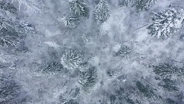 Rise Above the Coniferous Forest Covered with Snow