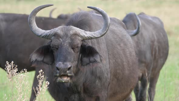 African buffalo chewing at Moremi Game Reserve