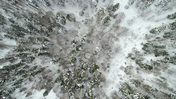 Aerial View Beautiful Winter Forest Trees in the Snow