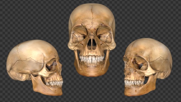 Skeleton Skull 3d