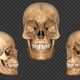 Skeleton Skull 3d - VideoHive Item for Sale