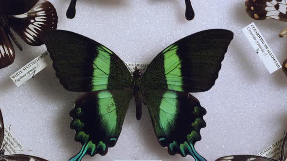 Panning view over  butterfly collection display