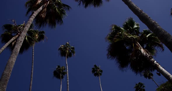 Palm Trees 009