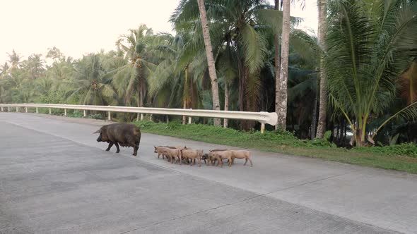 Mother pig with piglets crossing a palm tree lined road in Siargao, The Philippines