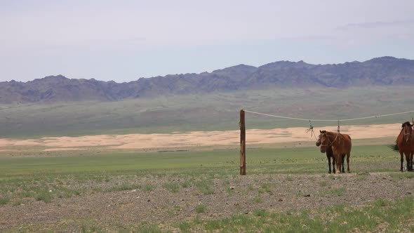 Mongolian Horses Tied on Rope Holder