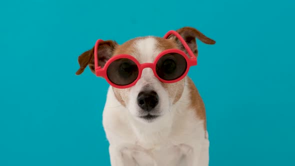 Dog Looking at Camera in Red Sunglasses