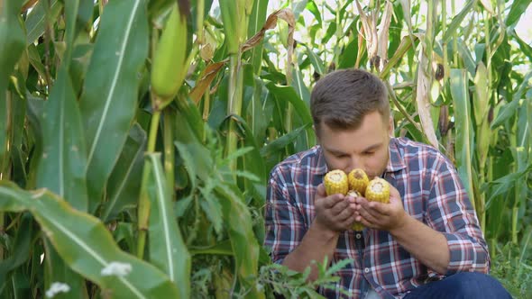 A Farmer or Agronomist in a Corn Field Holds Young Ears of Corn in His Hands