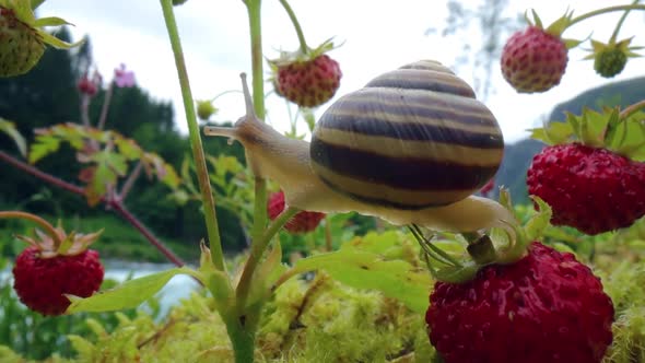 Snail Closeup Looking at the Red Strawberries