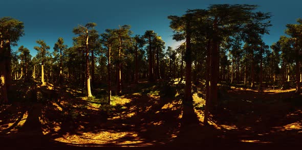 VR360 in Sequoia National Park