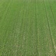 Young wheat culture from above 4K aerial video - VideoHive Item for Sale