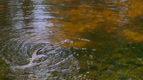 Snake Swims in the River Through Swamp Thickets and Algae Closeup