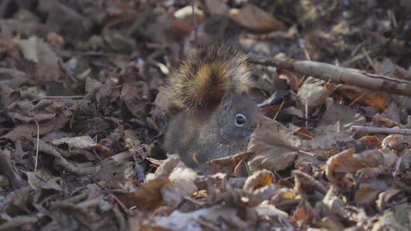 Squirrel digging a hole on the forest floor - close up wildlife