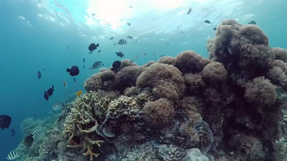 Coral Reef and Tropical Fish Underwater