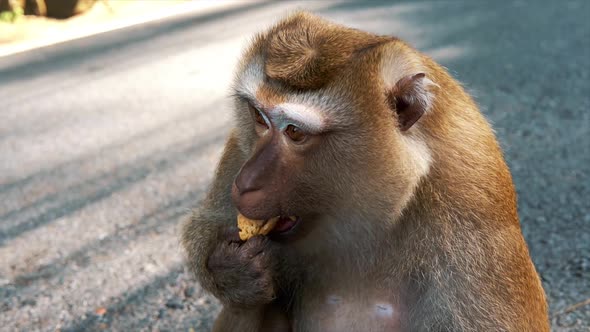 Portrait of Cute Primate Sitting on Road and Eating