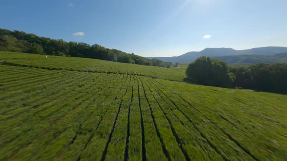 Extreme High Speed Flight Fpv Sport Drone Nature Valley Tea Plantation