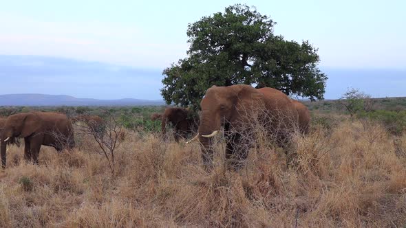 Wrinkly old African Bush Elephant walks towards camera in Thanda