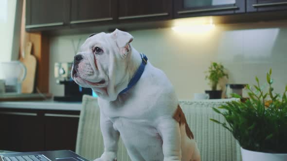 Close-up of a White English Bulldog in the Kitchen at Home