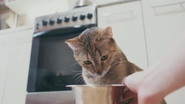 Female Hand Gives a Bowl of Food to Cat Pov