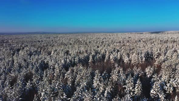 Cinematic Aerial View of a Cold Snowcovered Forest at the Top of a Hill