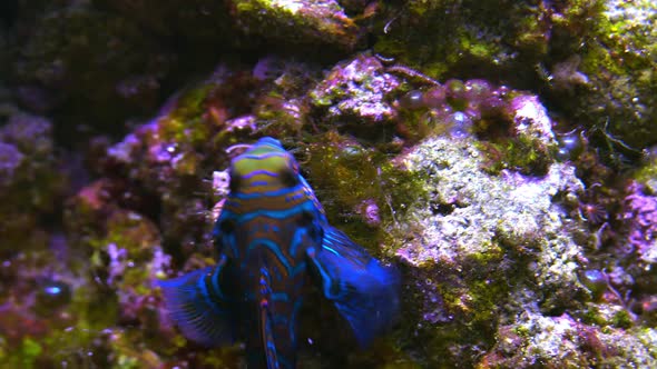 Mandarinfish swimming over rocks as it searches for food