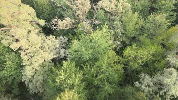 Aerial View of a Green Forest on a Summer Day