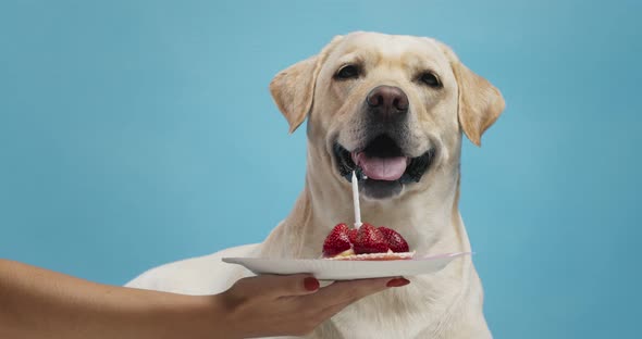 Funny Dog Sitting Near Delicious Birthday Cake with Fresh Berries and Candle, Blue Background